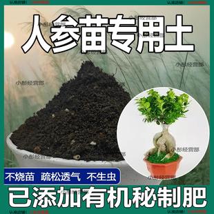 人参苗专用土人参苗土种植土壤营养土盆栽种花泥土透气通用养花土