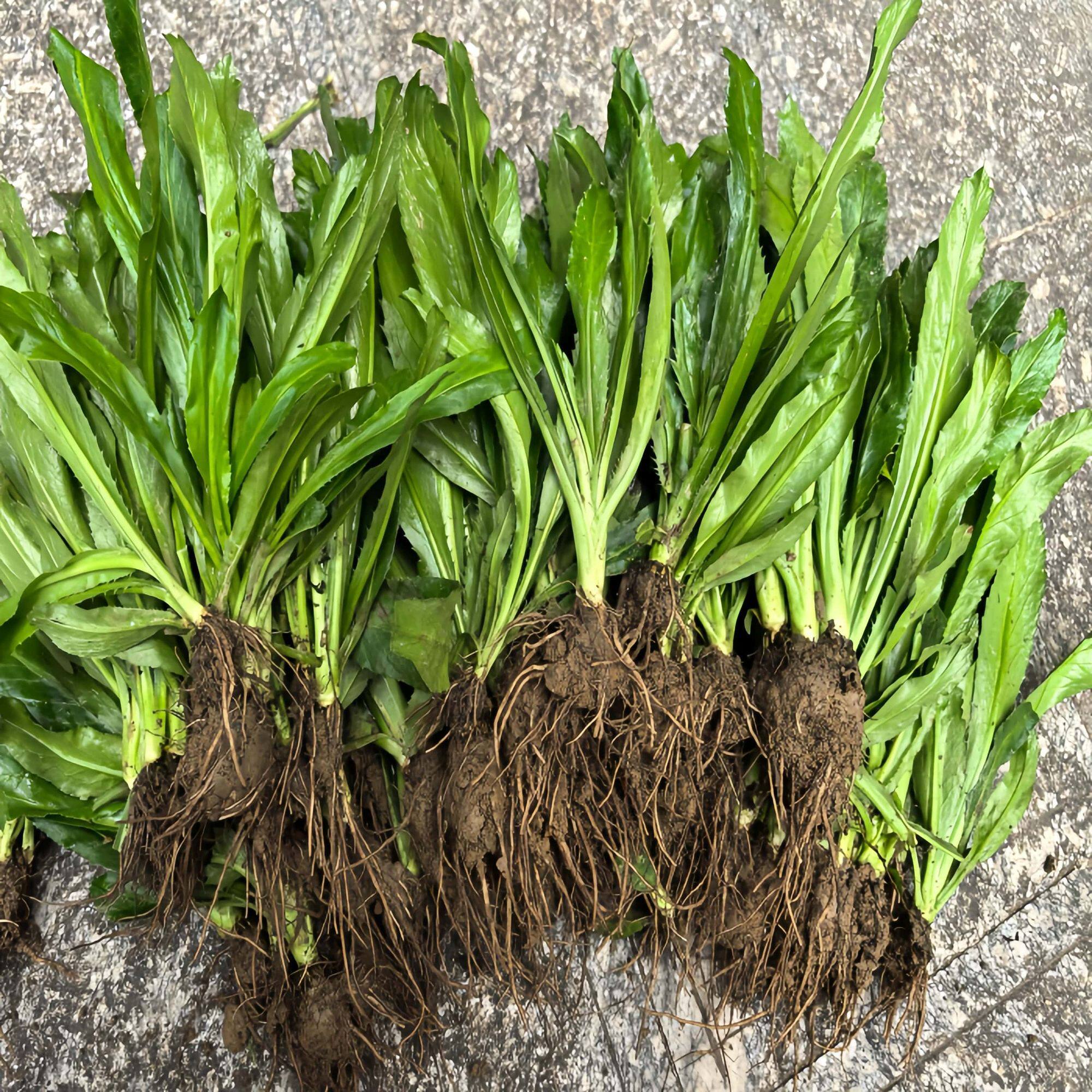 带根老缅芫荽苗500克可种新鲜有根大香菜刺芹货量少精品蔬菜1斤
