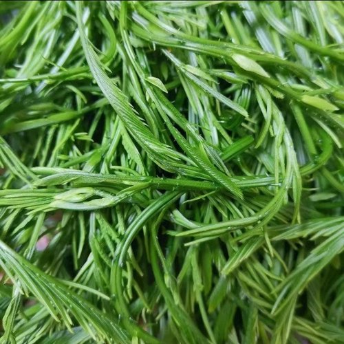 云南德宏新鲜蔬菜臭菜