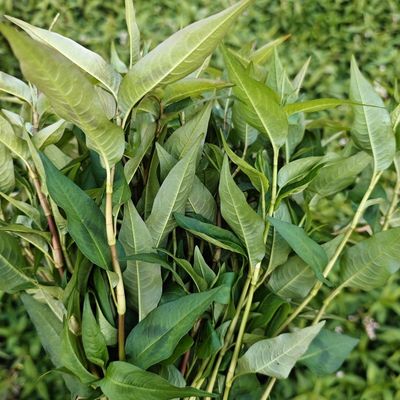 云南特产香料香蓼柳菜辣蓼草调料