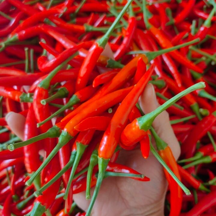 云南德宏傣家新鲜小米椒辣椒当季新鲜朝天椒红辣椒特辣可剁椒泡椒