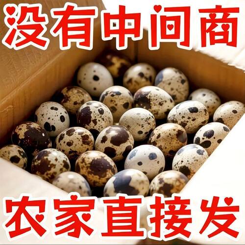农家新鲜鹌鹑蛋营养杂粮散养整箱批发儿童孕妇宝宝无添加鹌鹑蛋