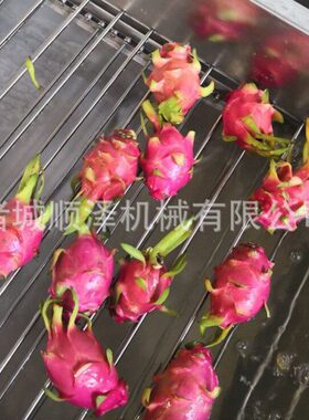 火龙果气泡清洗机 压喷淋式葡萄蓝莓清洗机 清洗风干流水线