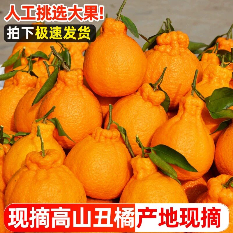 高山丑橘新鲜水果当季现摘不知火桔子耙耙丑柑丑八怪橘子整箱包邮