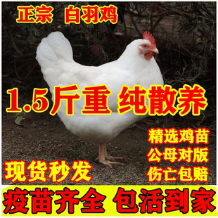 1.5斤正宗白来航鸡活苗高产蛋纯种白羽肉鸡散养土鸡脱温小鸡活苗