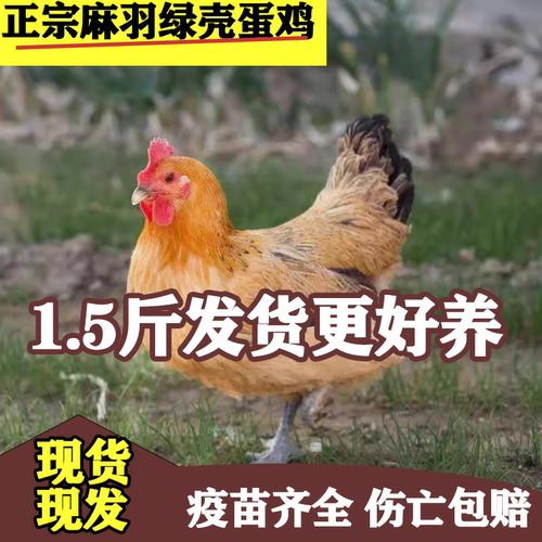 1.5斤纯种麻羽土鸡活苗绿壳蛋鸡