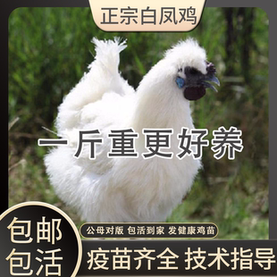 正宗乌骨鸡活鸡散养脱温土鸡苗1斤纯种白凤乌鸡活苗泰和乌鸡活苗