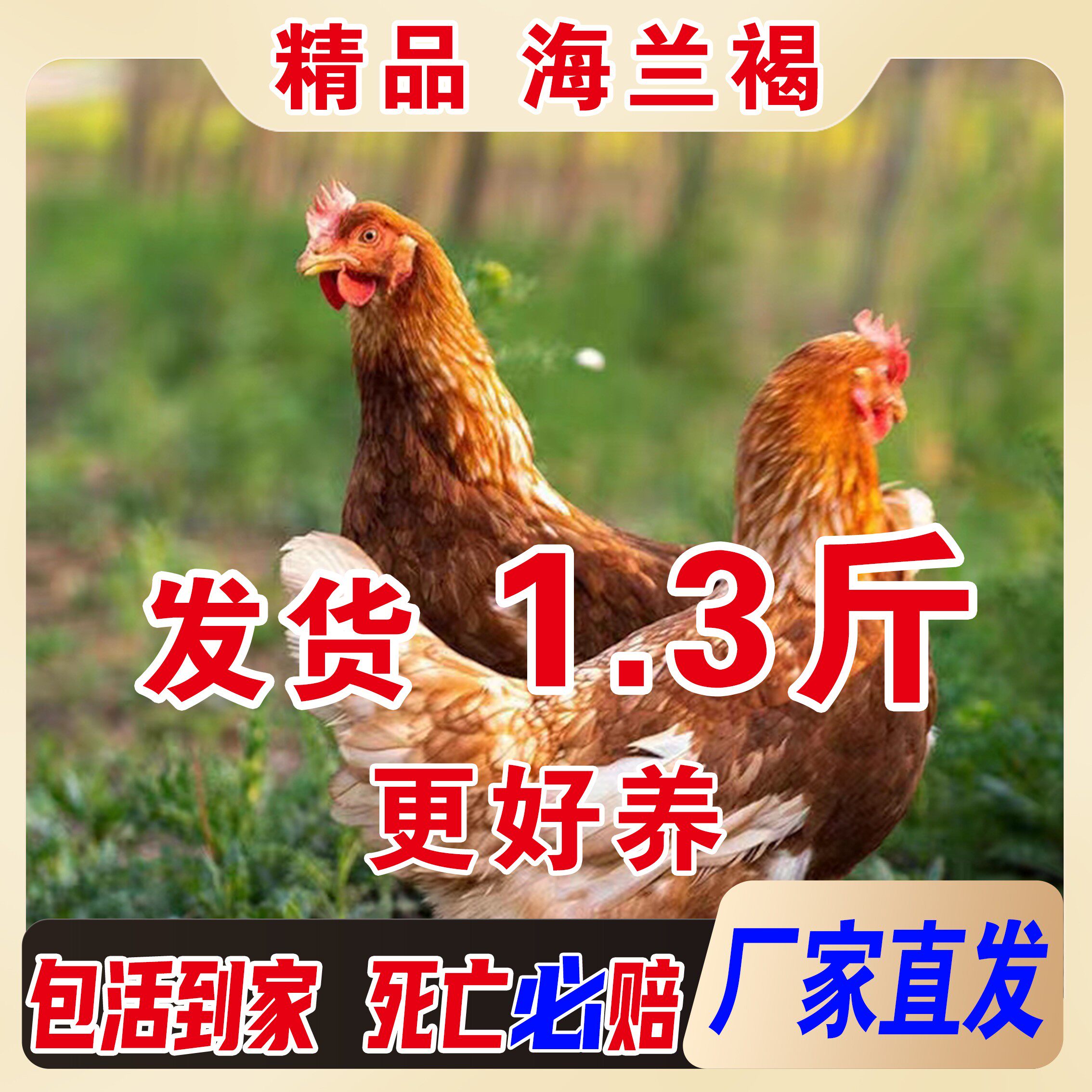 正宗海兰褐鸡活苗产蛋王母鸡小鸡活苗纯种散养海兰褐脱温鸡海兰灰