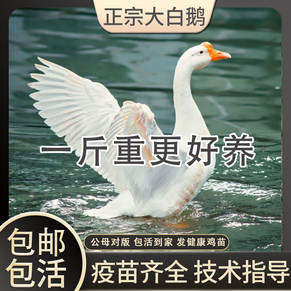 一斤重正宗大白鹅活苗四季白鹅活苗纯种小鹅活苗脱温半大产蛋鹅