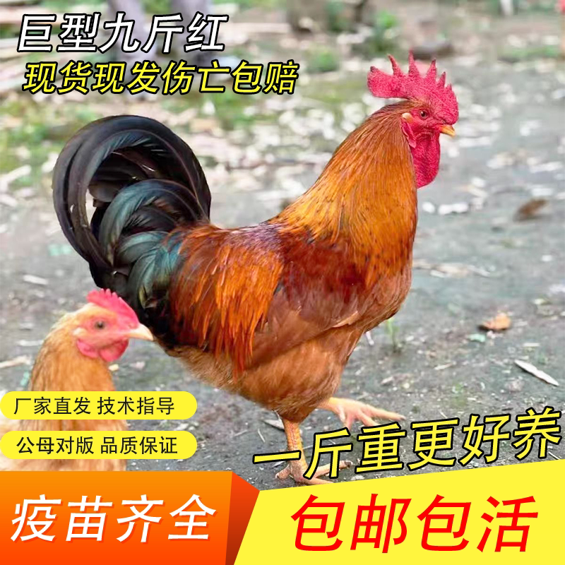 1.5斤巨型公鸡苗鸡活苗小鸡苗九斤红鸡活苗红玉380鸡苗红公鸡阉鸡