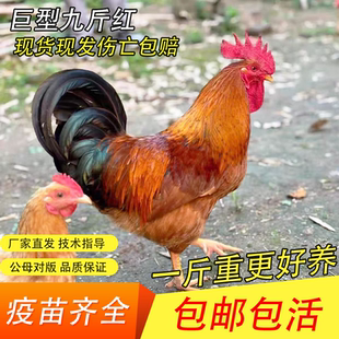 1.5斤巨型公鸡苗鸡活苗小鸡苗九斤红鸡活苗红玉380鸡苗红公鸡阉鸡