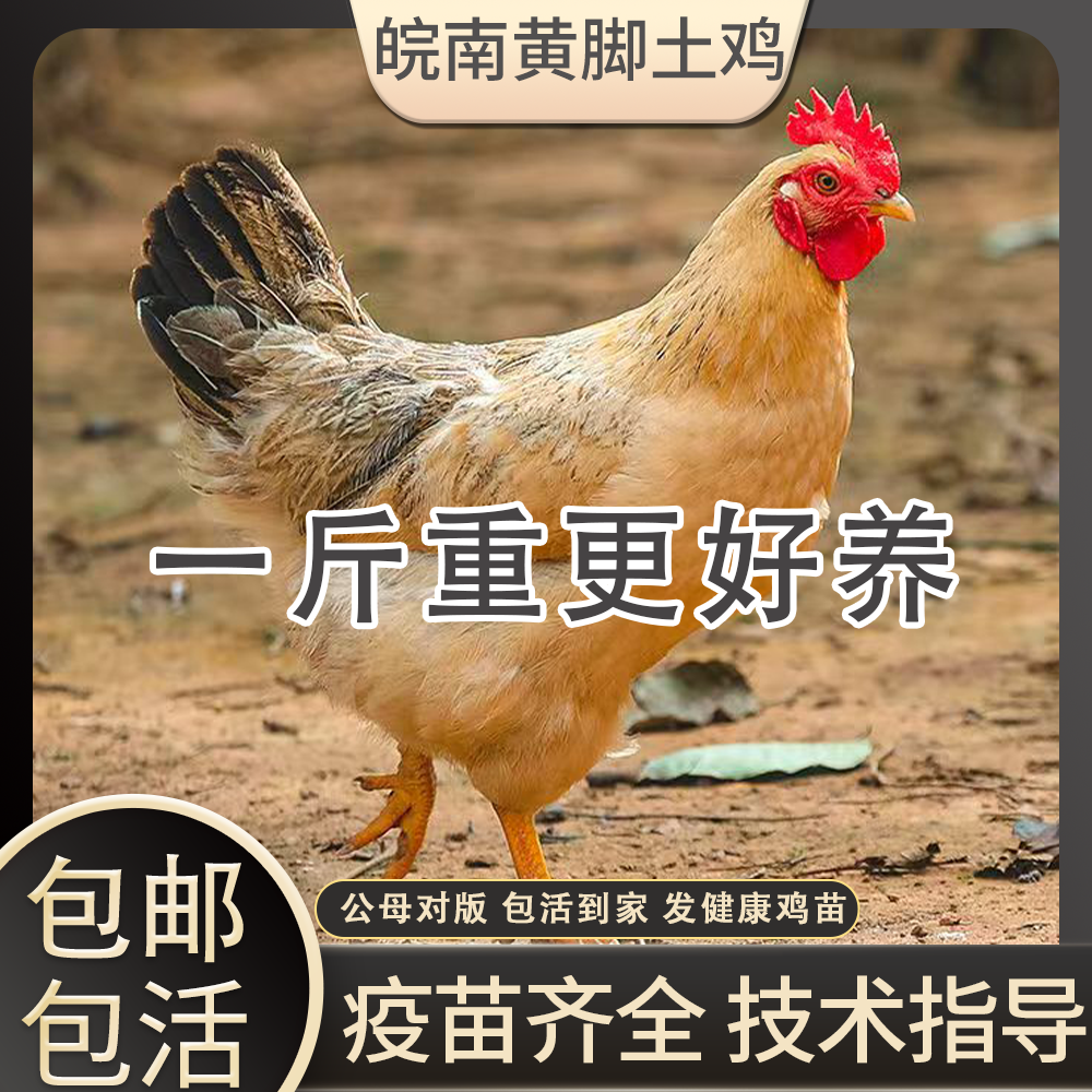 皖南土鸡活苗草鸡产蛋王活体青年鸡黄脚土鸡半大小鸡散养鸡苗鸡苗