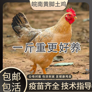 皖南土鸡活苗草鸡产蛋王活体青年鸡黄脚土鸡半大小鸡散养鸡苗鸡苗