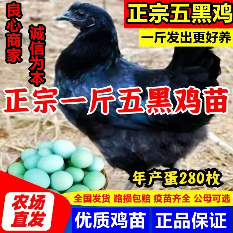 五黑鸡活苗纯种五黑一绿鸡绿壳蛋鸡半斤盐津乌骨鸡脱温苗活体小鸡