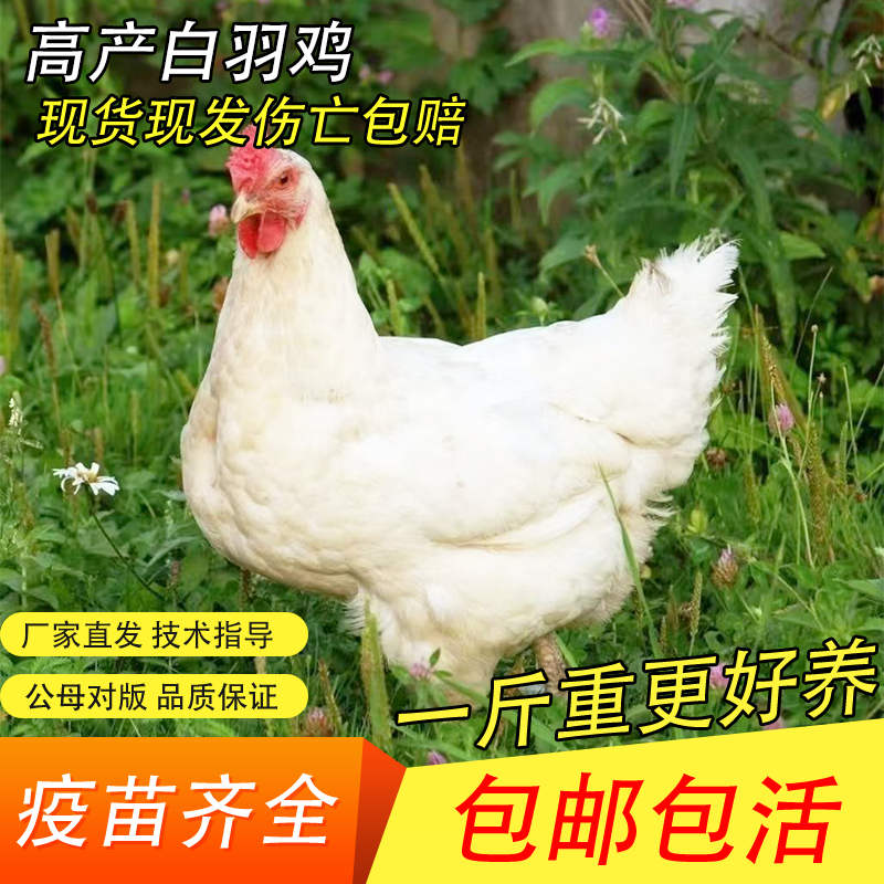 1.5斤纯种白来航鸡活苗脱温高产蛋纯种白羽肉鸡散养土鸡活苗包活