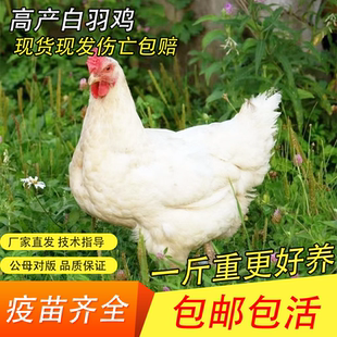 1.5斤纯种白来航鸡活苗脱温高产蛋纯种白羽肉鸡散养土鸡活苗包活
