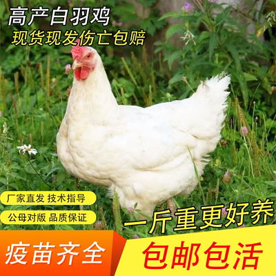 1.5斤纯种白来航鸡活苗脱温高产蛋纯种白羽肉鸡散养土鸡活苗包活