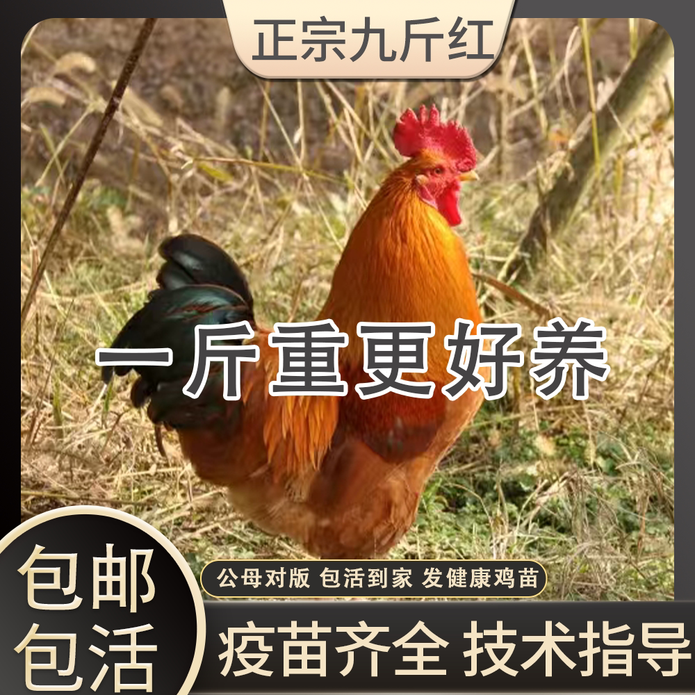 正宗九斤红小鸡活苗红玉阉鸡活苗散养鸡巨型红公鸡活体脱温鸡苗