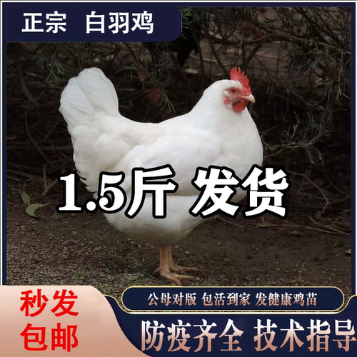正宗白羽肉鸡活苗高产蛋纯种双A肉鸡脱温白来航小鸡活苗散养土鸡