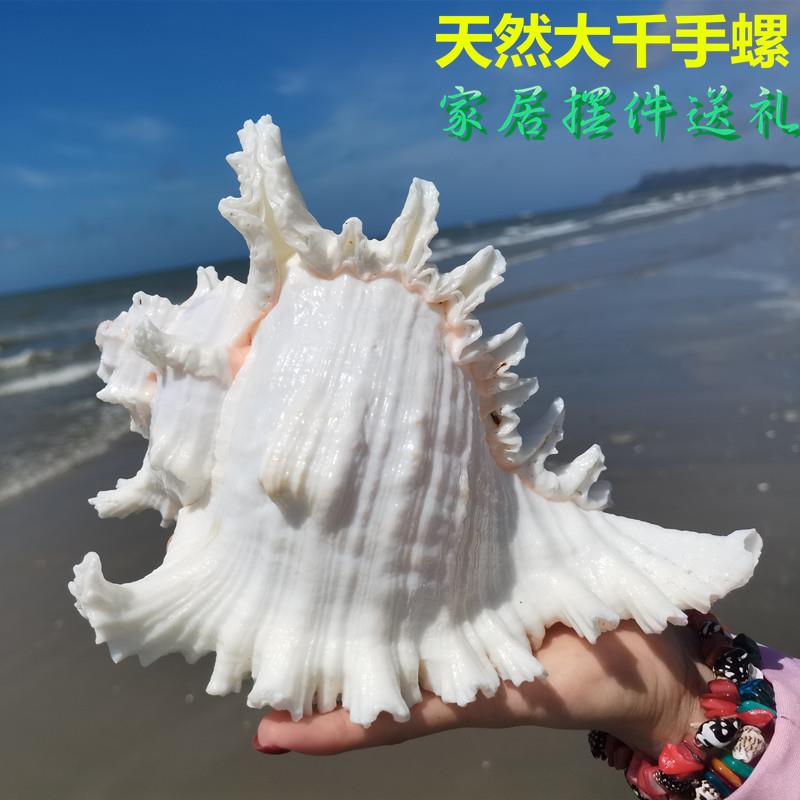 天然贝壳大千手螺家居摆件入户门酒柜装饰收藏送礼大海螺纪念品