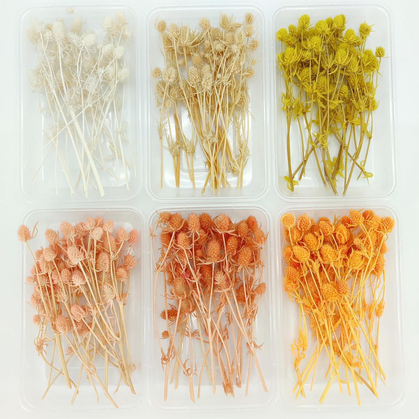 diy干花小刺芹大全盒装永生花天然幸运果许愿瓶材料包迷你小菠萝