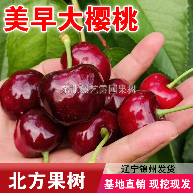 美早大樱桃树苗嫁接大樱桃苗南北方种植盆栽地栽果树苗当年结果苗