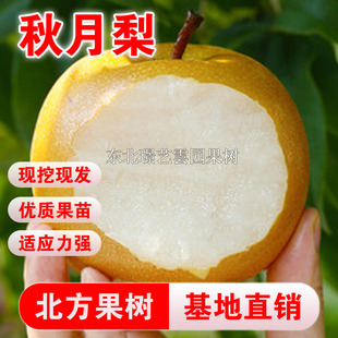 秋月梨树苗嫁接晚熟秋月梨苗梨子苗南北方种植地栽盆栽当年结果苗