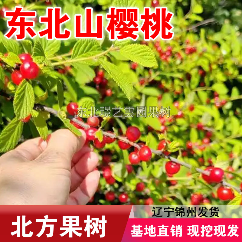 东北小樱桃野生山樱桃树苗矮化毛樱桃苗南方北方盆栽庭院当年结果