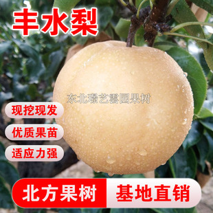 丰水梨树苗嫁接丰水梨苗丰水梨树苗南北方种植盆栽地栽丰水梨果苗