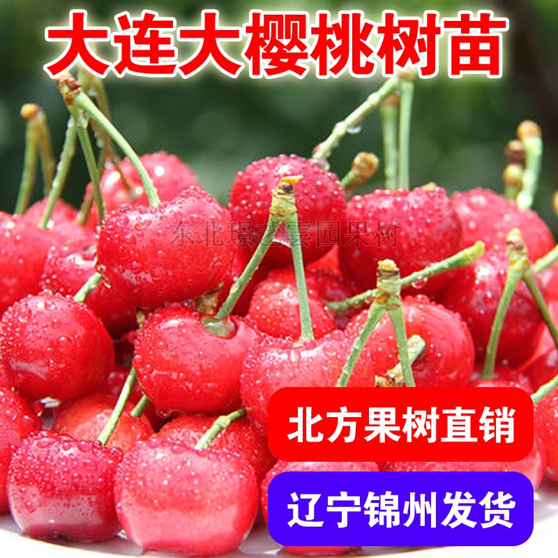 大连樱桃树苗南北方地栽车厘子树苗盆栽特大嫁接樱桃树苗当年结果