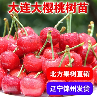 大连樱桃树苗南北方地栽车厘子树苗盆栽特大嫁接樱桃树苗当年结果