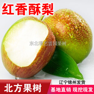 红香酥梨树苗南北方种植盆栽地栽梨树苗当年结果酥梨苗红香酥梨苗