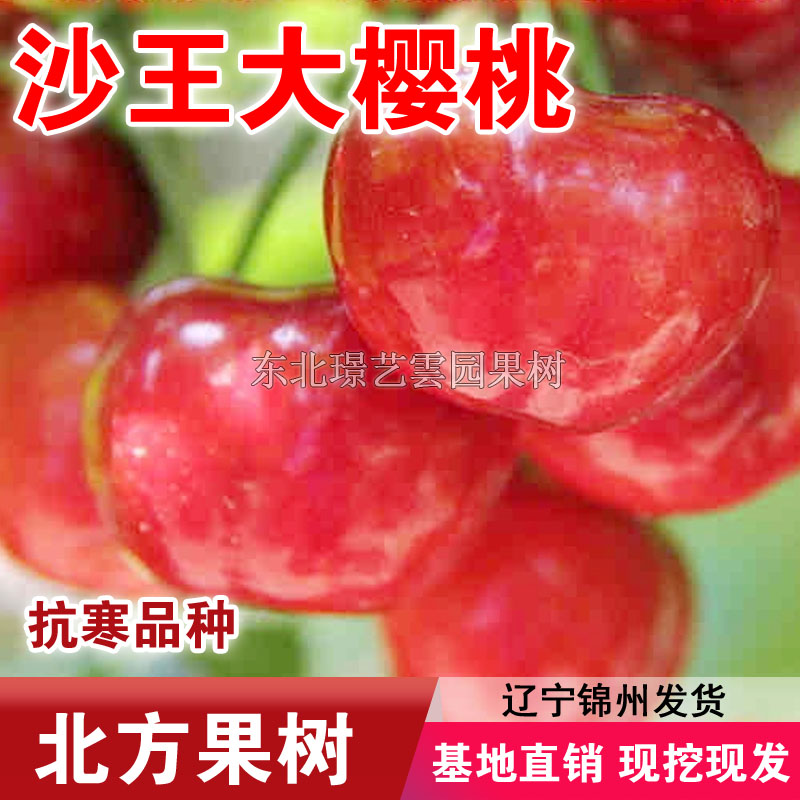 沙王大樱桃树苗嫁接抗寒红樱桃苗盆栽地栽南北方种植当年结果樱桃
