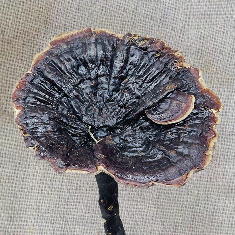 贵州野生紫灵芝深山整朵整枝菌种孢子不苦可切片