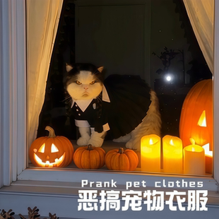 恶搞宠物衣服小女孩猫咪装饰衣小裙子双角辫搞笑圣诞节日装饰服装