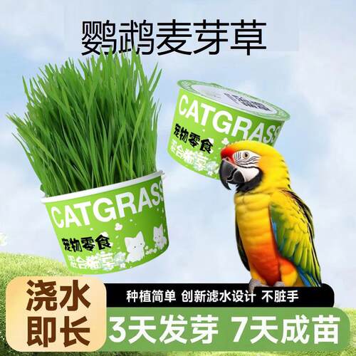 鹦鹉麦芽草粮大麦种子鹦鹉啃咬饲料鸟草盒零食促进消化解闷防啄毛
