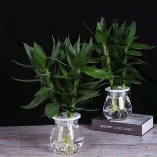 观音竹花瓶专用观音竹富贵竹专用三孔夹子种植篮透明塑料水培瓶