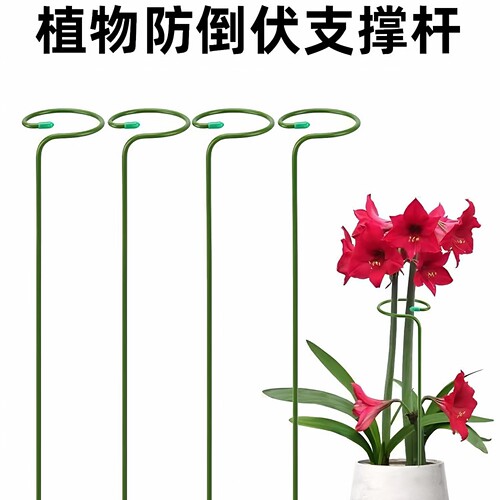 植物支撑杆朱顶红花卉园艺防倒扶