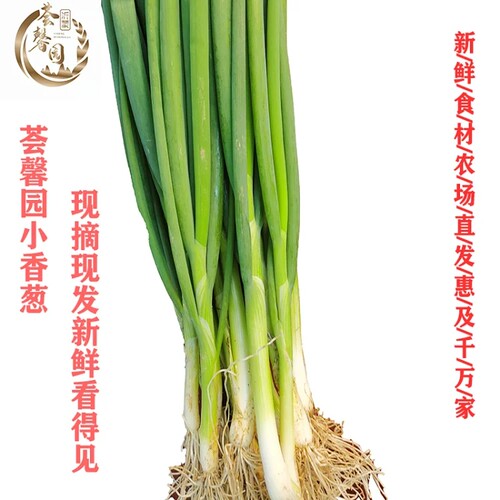 沂蒙荟馨园新鲜小葱农场生态种植