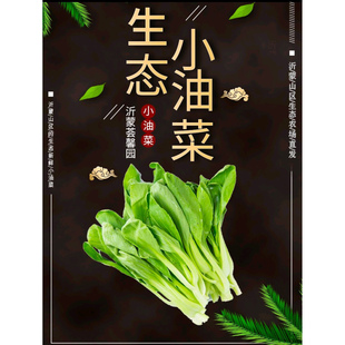 新鲜小油菜自然生长用纱网隔虫不用虫药除草剂无农残健康品质蔬菜