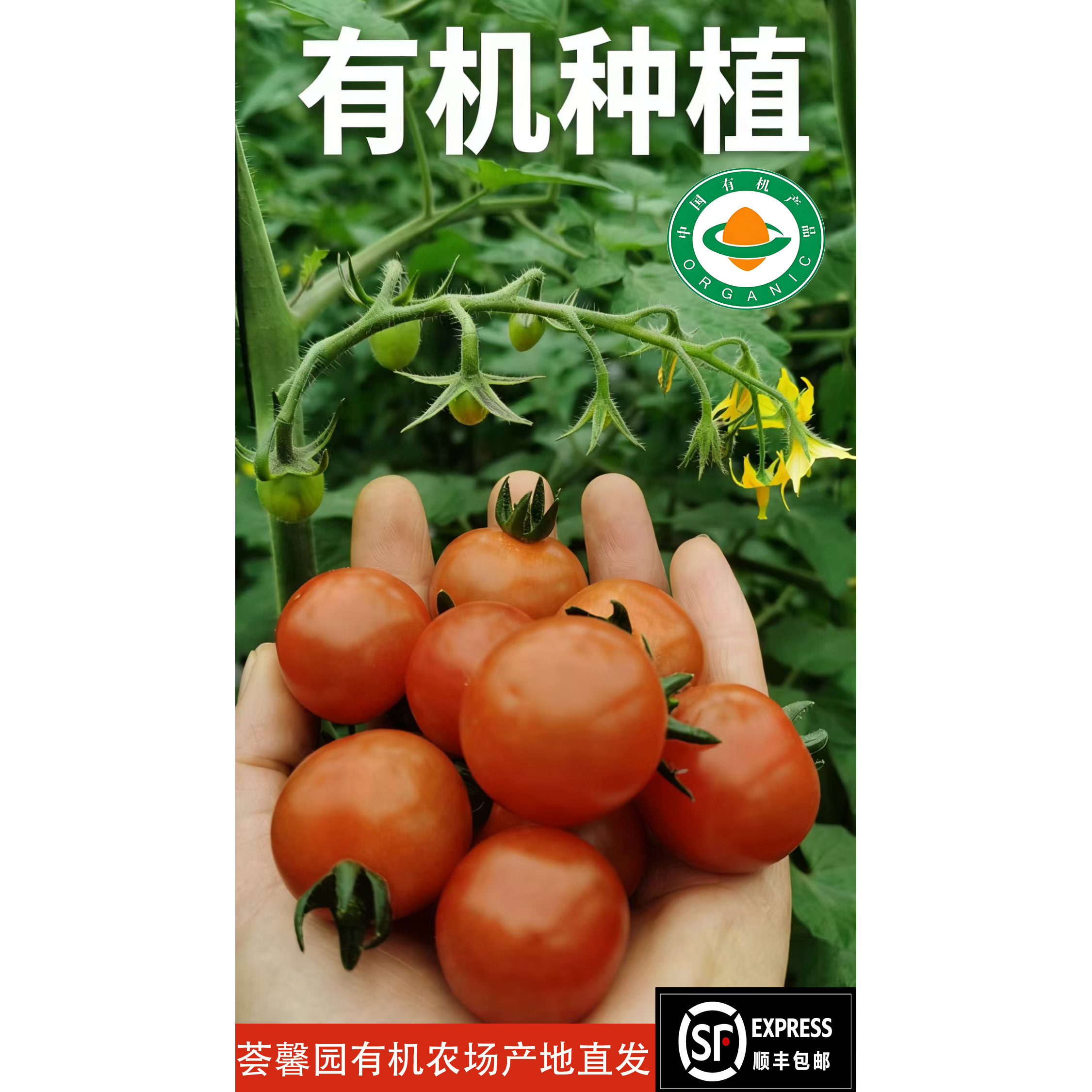 沂蒙荟馨园有机小西红柿无激素无农残酸酸甜甜营养丰富口感好