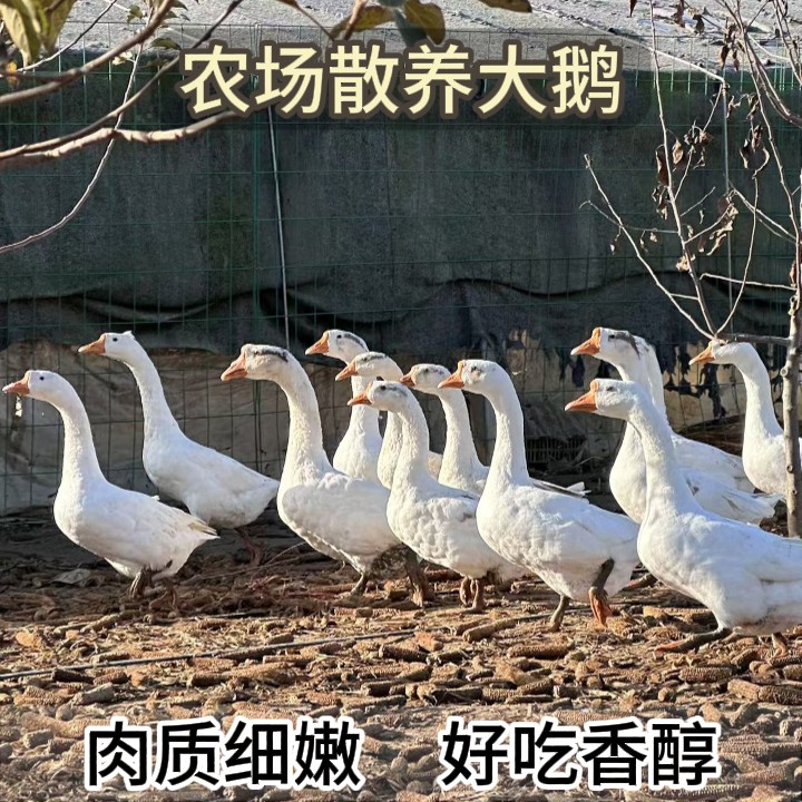 农场散养大鹅自然觅食肉质鲜香