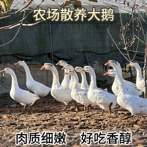 农场散养大鹅自然觅食肉质鲜香