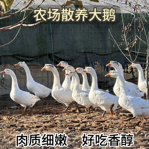 农场散养大鹅自然觅食肉质鲜香