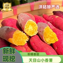 洪姑娘天目山小香薯正宗临安板栗红薯新鲜地瓜沙地薯迷你番薯山芋