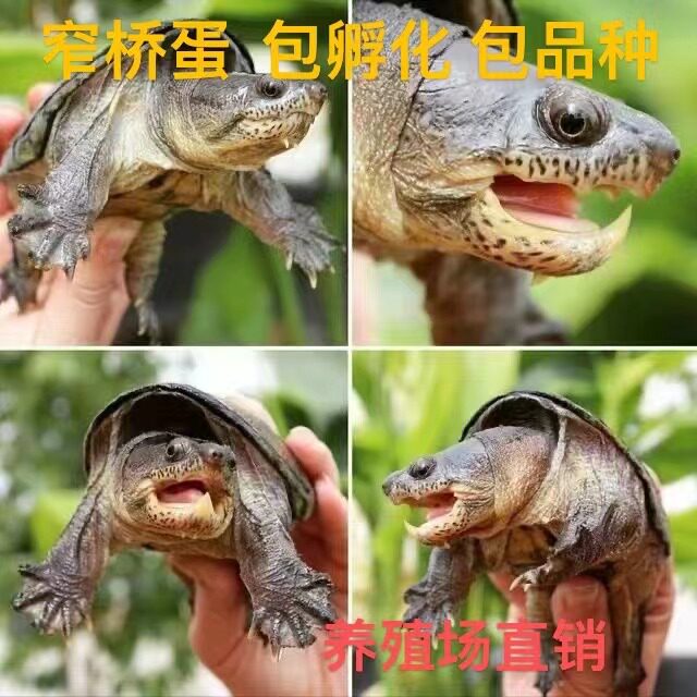 窄桥蛋龟蛋受精蛋包孵化包出壳蛋