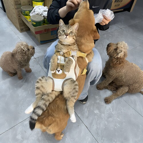 狗狗溜猫？猫咪背包外出便携胸前