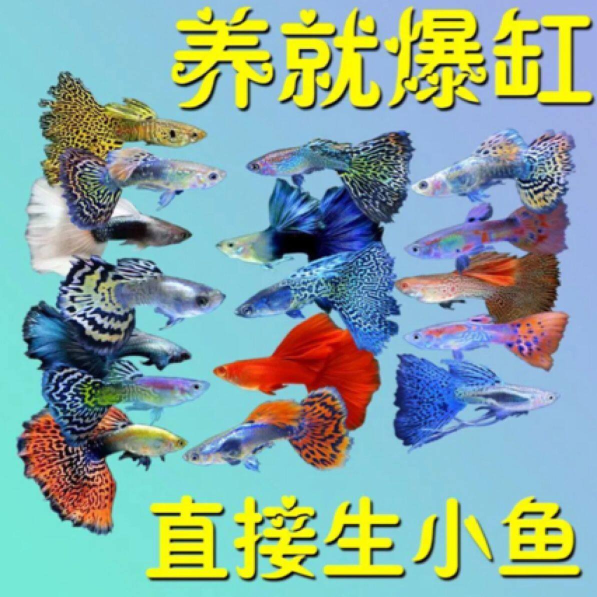 孔雀鱼热带鱼观赏鱼小型淡水好养耐活红绿灯斑马凤尾小鱼