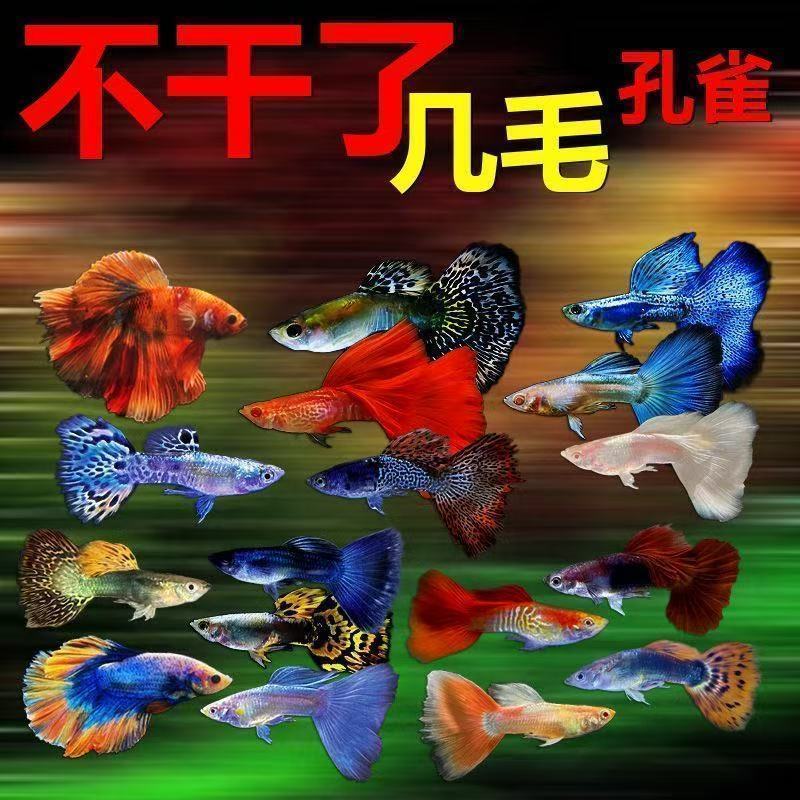 孔雀鱼观赏鱼易繁殖好养耐活冷淡水斑马天使鱼红绿灯热带小型鱼苗