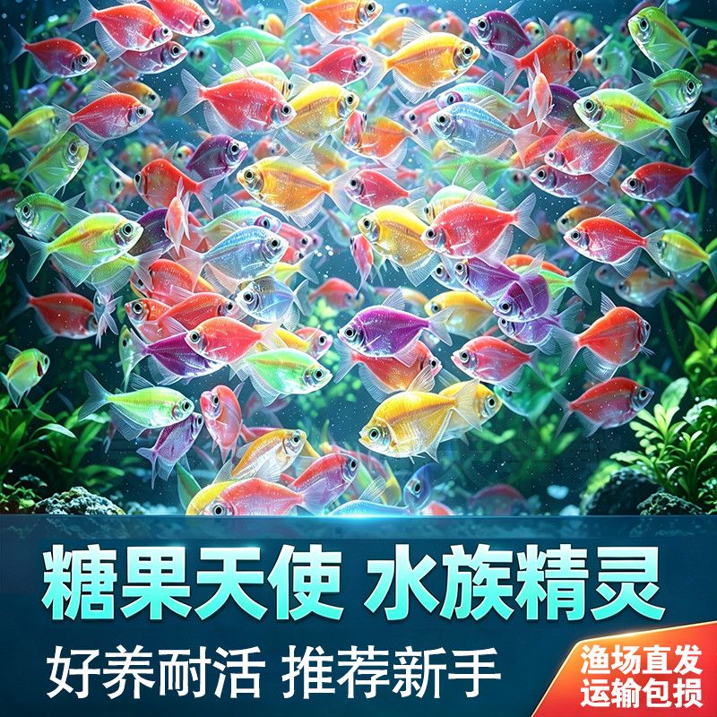 入门七彩天使鱼新手好养耐活热带群游斑马孔雀小型鱼不褪色可混养
